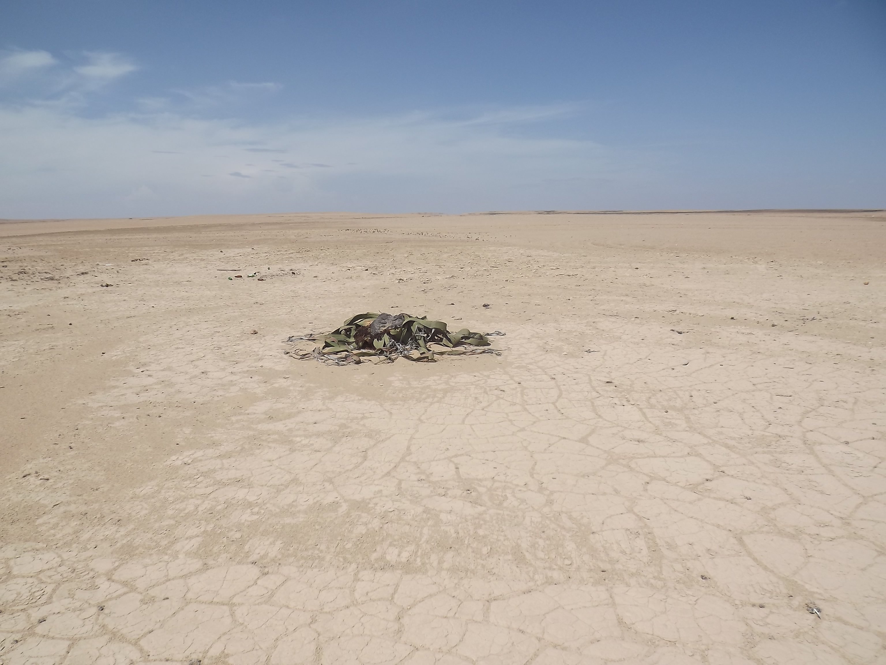 Planta Welwitschia (Tômbwa, Namibe).JPG