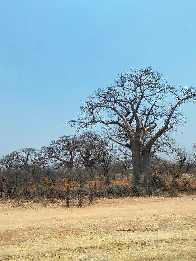 Imbondeiro perto de Mukope, Ombadja (Cunene)